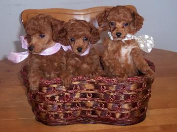 redpups02.jpg